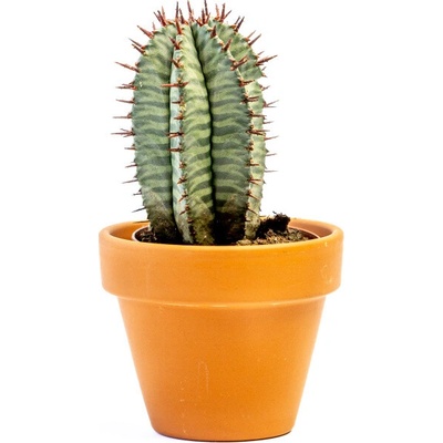 Gardners Euphorbia Horrida, průměr 6 cm Pryšec