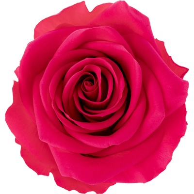 Tera Dark pink - tmavě růžová (Aranž 1x stabilizovaná "věčná" růže v keramické misce)