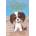 Seaside Puppy | Holly Webb