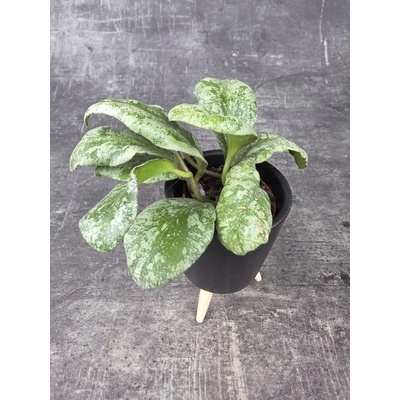 Hoya Waymaniae mini (Voskovka raritní) – Sleviste.cz
