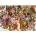 Ravensburger - Puzzle Passion - 1 000 piese