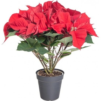 Vánoční hvězda, Poinsettia, vícevýhonová, vysoká do 40 cm, červená – Zboží Dáma