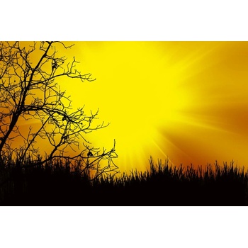 DIMEX ART s. r. o Флизелинов фототапет черни дървета 375 x 250 см