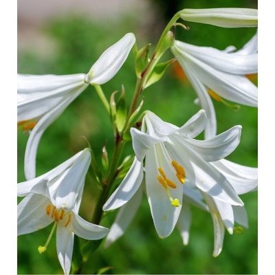 Lilie bělostná Lilium candidum prodej cibulovin 1 ks