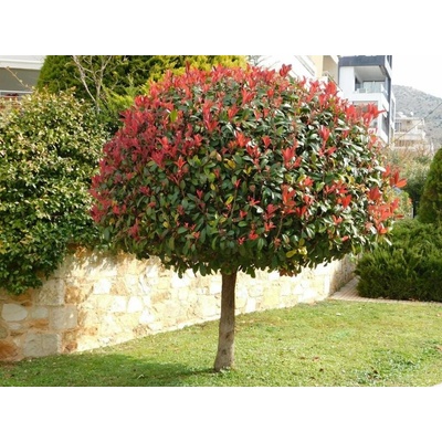 Červienka Fraserova Red Robin na 80-90 cm kmienku, výška 140-170 cm, kvetináč 25 l