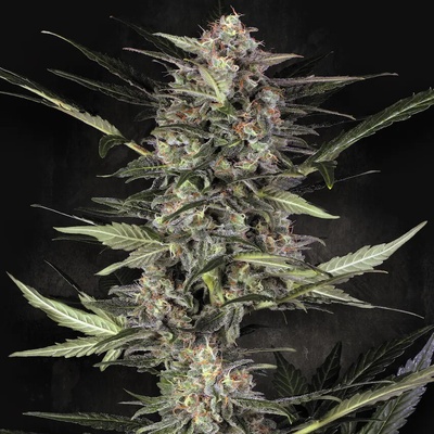 Paradise Seeds AUTO Wappa semena neobsahují THC 5 ks
