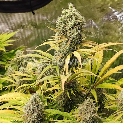 Dutch Passion Melonade Runtz semena neobsahují THC 5 ks