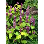  Kорейска мента (Agastache rugosa Син клас/Blue spike)