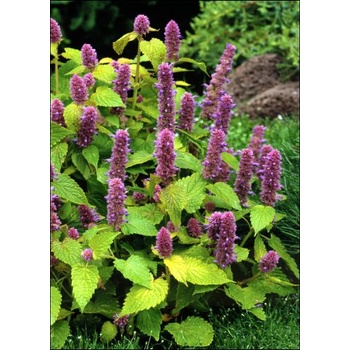Image 1 of Kорейска мента (Agastache rugosa Син клас/Blue spike)