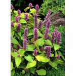  Kорейска мента (Agastache rugosa Син клас/Blue spike)