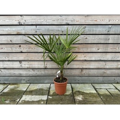 Trachycarpus fortune (Palma konopná) - kont. C10L, výška: 60-80 cm, výška kmeňa: 10-15 cm (-17°C)