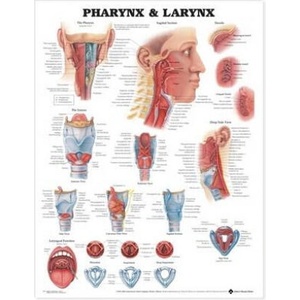 Pharynx & Larynx Anatomical Chart | Anatomical Chart Company (ISBN: 9781587791819)