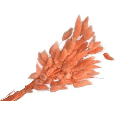 Sušená tráva Lagurus - zajačka 50g - marhuľová