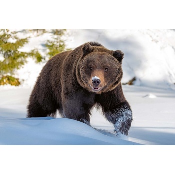 DIMEX ART s. r. o Флизелинов фототапет дива кафява мечка 375 x 250 см