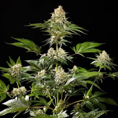 Kannabia Seeds Sunset Sherbet Go Fast semienka neobsahujú THC 100 ks