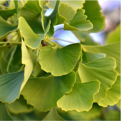 Jinan dvoulaločný - Ginkgo Biloba - semena - 2 ks