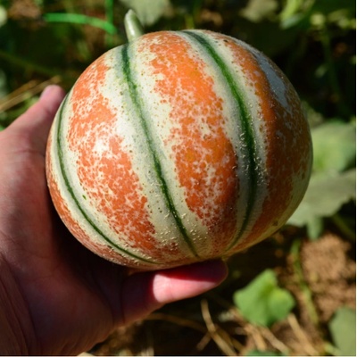 Melón cukrový Kajari - Cucumis melo - semená melónu - 6 ks