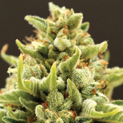 Anesia Seeds Auto Banana Kush semienka neobsahujú THC 10 ks