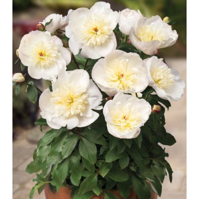 Pivoňka Patio Madrid Paeonia lactiflora hlízy pivoněk 1 ks