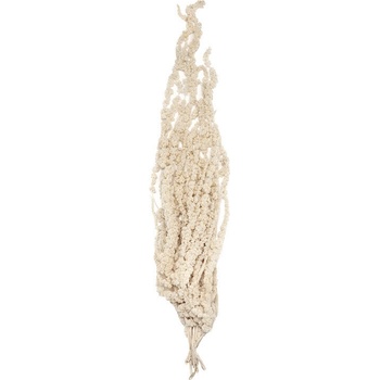 Amaranthus White - biela
