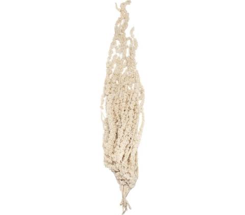 Amaranthus White - biela