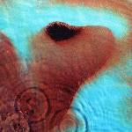 Pink Floyd - Meddle (Reissue) (Remastered) (180g) (LP) (0888751842311)