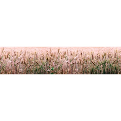 Dimex KI260-136 Fototapeta do kuchyně Field rozměry 260 x 60 cm