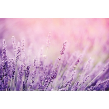 DIMEX ART s. r. o Флизелинов фототапет детайл от лавандула 375 x 250 см
