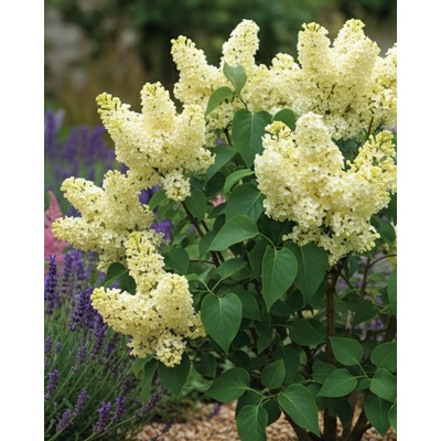 Šeřík obecný 'Primrose' ®