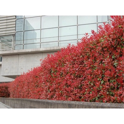 Červienka fraserová Carre Rouge, výška 40-60 cm, kvetináč 19 cm