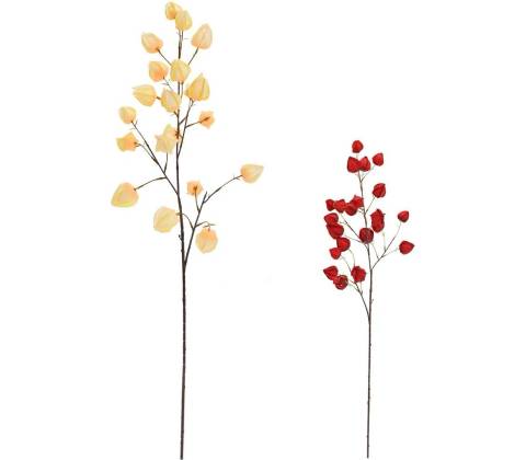 KONÁR PHYSALIS MIX/2F 98CM