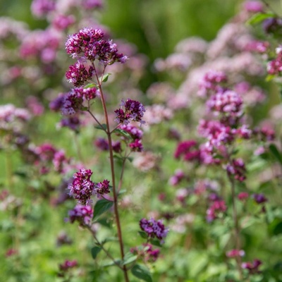 Dobromysl obecná Origanum vulgare semena dobromyslu 1200 ks – Hledejceny.cz
