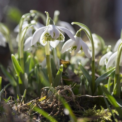 Sněženka plnokvětá - Galanthus nivalis double - cibule sněženky - 3 ks