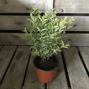 Ligustrum ovalifolium 'Argenteum' Prodejn velikost: 015/020, Velikost  hrnku: 2 l - Heureka.cz