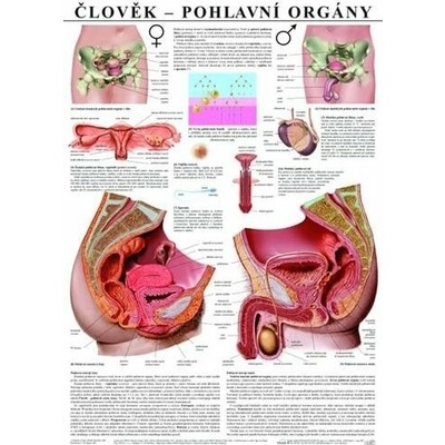 Schéma - ľudské pohlavné orgány - CZ - 67x96 cm