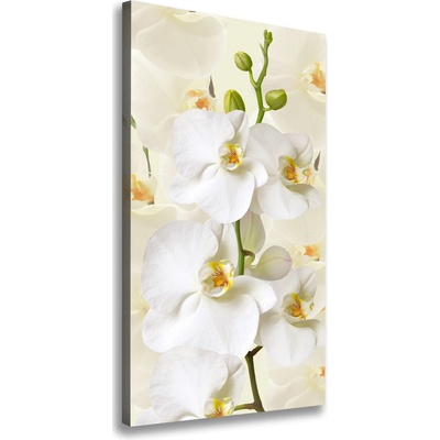 Vertikálny foto obraz na plátne Biela orchidea 50x100 cm