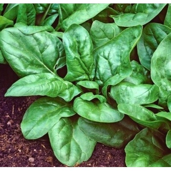 Semená špenátu matador Polan 10 g