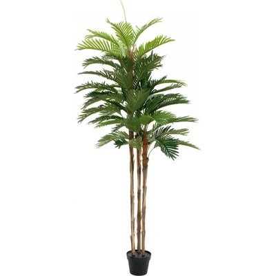 Kentia palma, 180cm