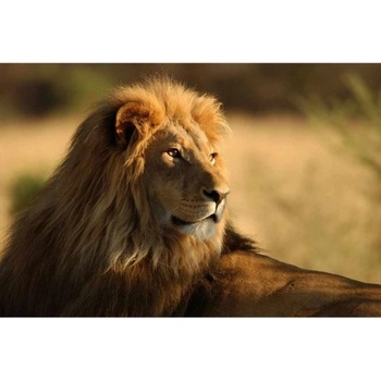 DIMEX ART s. r. o Флизелинов фототапет лъв 375 x 250 см