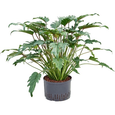 Philodendron xanadu 28/19 v. 75 cm