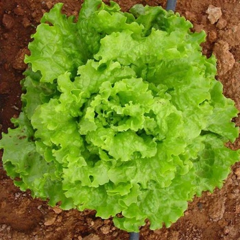 Image 1 of Салата Фънфикс f1