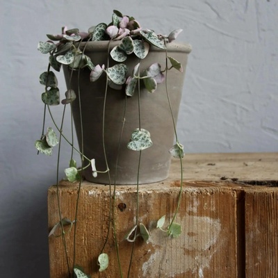Ceropegia lampášek Woodii Variegata