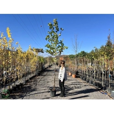 Platan javorolistý (Platanus acerifolia) - výška 320-350 cm, obvod kmeňa 8/10 cm, kont. C18L