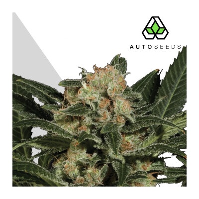 Auto Seeds Candy Kush Auto semienka neobsahujú THC 3 ks