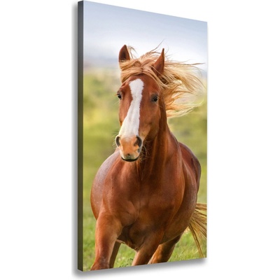 Vertikálny foto obraz na plátne Kôň v pokluse 50x100 cm