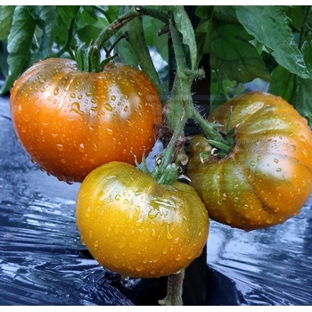 Image 1 of Семена от домати сорт "Браун Дерби Микс" (Brown Derby Mix) 15 бр (295266)