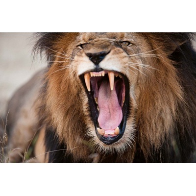 DIMEX ART Флизелинов фототапет ядосан ревящ лъв 375 x 250 см