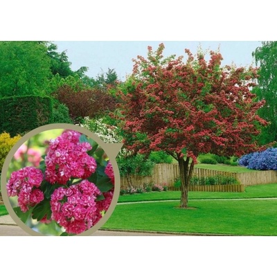 Hloh prostredný Pauls Scarlet, výška 50-80 cm, kvetináč 23 cm