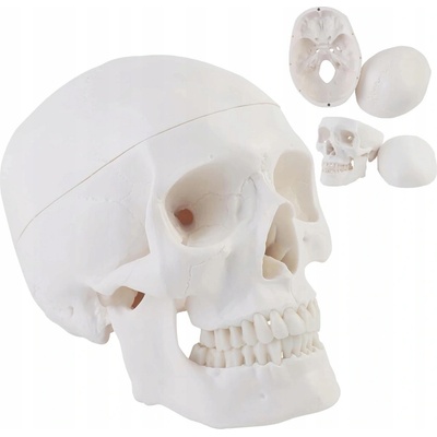 Model anatomický lidské lebky, měřítko 1:1