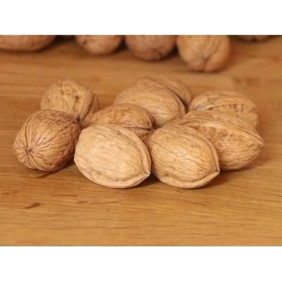Orech kráľovský (Juglans Regia) ´FERNOR´- výška 140-160 cm, kont. C9L